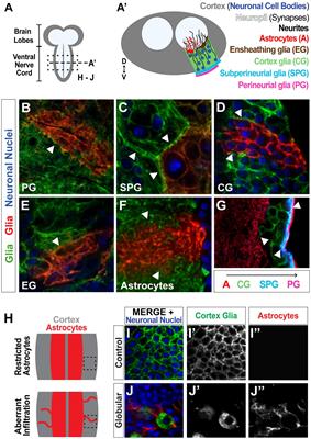 Quantifying Glial-Glial Tiling Using Automated Image Analysis in Drosophila